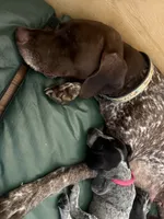 Keeley, a female German Shorthaired Pointer for sale in Tucson, AZ – 5 of 9