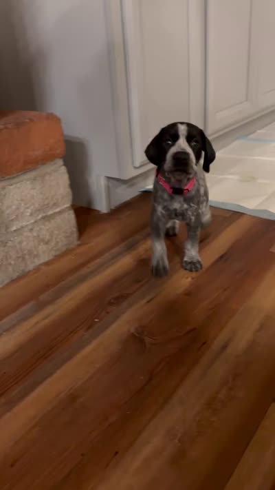Keeley, a female German Shorthaired Pointer for sale in Tucson, AZ – 9 of 9