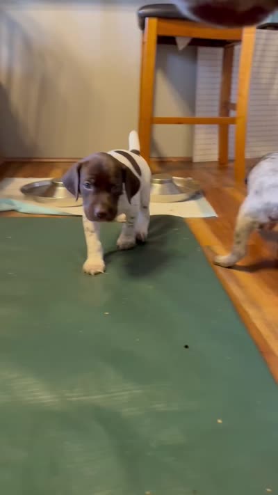 Tartt, a male German Shorthaired Pointer for sale in Tucson, AZ – 8 of 8