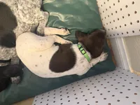 Dani, a male German Shorthaired Pointer for sale in Tucson, AZ – 3 of 5