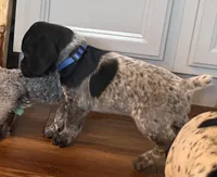 Sam, a male German Shorthaired Pointer for sale in Tucson, AZ – 6 of 7