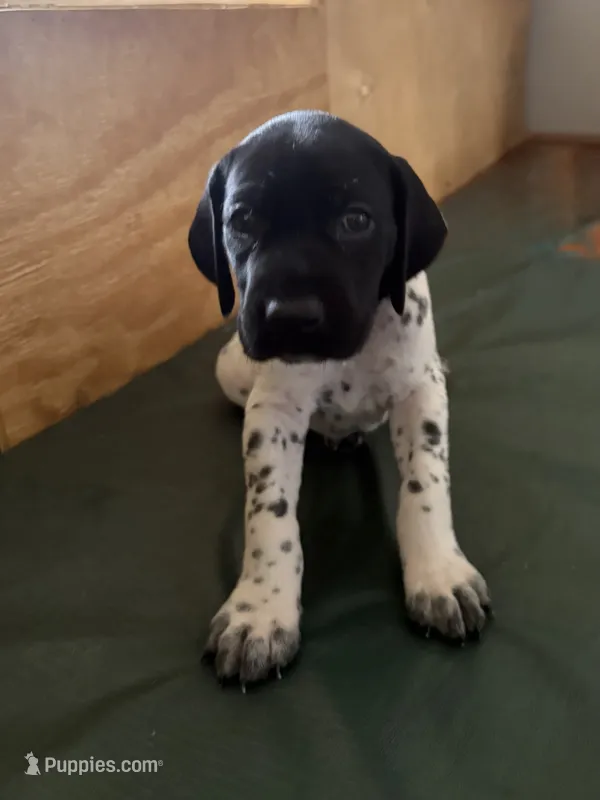 Roy – German Shorthaired Pointer puppy for sale in Tucson, AZ