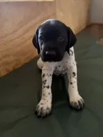 Roy, a male German Shorthaired Pointer for sale in Tucson, AZ – 1 of 5