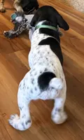Roy, a male German Shorthaired Pointer for sale in Tucson, AZ – 2 of 5