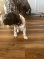 Tartt, a male German Shorthaired Pointer for sale in Tucson, AZ – 2 of 8