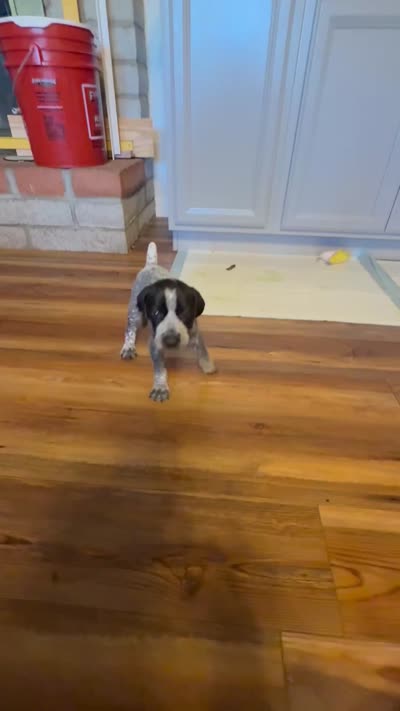 Keeley, a female German Shorthaired Pointer for sale in Tucson, AZ – 7 of 9