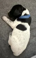 Sam, a male German Shorthaired Pointer for sale in Tucson, AZ – 2 of 7