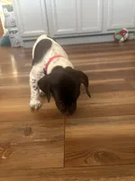 Tartt, a male German Shorthaired Pointer for sale in Tucson, AZ – 5 of 8
