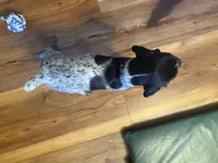 Sam, a male German Shorthaired Pointer for sale in Tucson, AZ – 7 of 7
