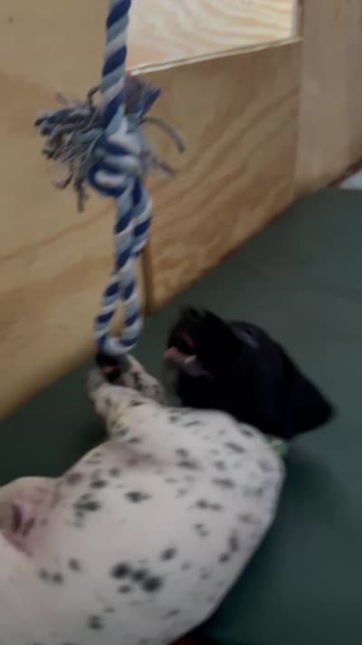 Roy, a male German Shorthaired Pointer for sale in Tucson, AZ – 5 of 5