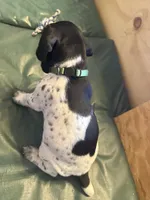 Roy, a male German Shorthaired Pointer for sale in Tucson, AZ – 3 of 5