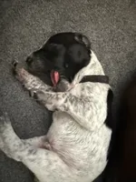Beard, a male German Shorthaired Pointer for sale in Tucson, AZ – 6 of 9