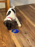 Tartt, a male German Shorthaired Pointer for sale in Tucson, AZ – 4 of 8