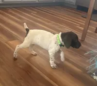Dani, a male German Shorthaired Pointer for sale in Tucson, AZ – 4 of 5