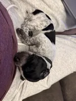 Beard, a male German Shorthaired Pointer for sale in Tucson, AZ – 8 of 9