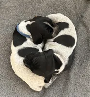 Sam, a male German Shorthaired Pointer for sale in Tucson, AZ – 4 of 7