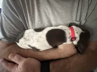 Tartt, a male German Shorthaired Pointer for sale in Tucson, AZ – 6 of 8