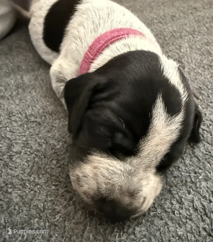 Keeley – German Shorthaired Pointer puppy for sale in Tucson, AZ