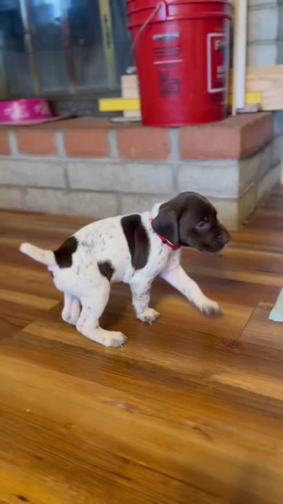 Tartt, a male German Shorthaired Pointer for sale in Tucson, AZ – 7 of 8