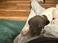 Dani, a male German Shorthaired Pointer for sale in Tucson, AZ – 2 of 5