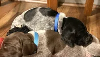 Sam, a male German Shorthaired Pointer for sale in Tucson, AZ – 5 of 7