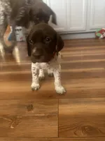 Tartt, a male German Shorthaired Pointer for sale in Tucson, AZ – 3 of 8