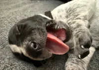 Beard, a male German Shorthaired Pointer for sale in Tucson, AZ – 7 of 9