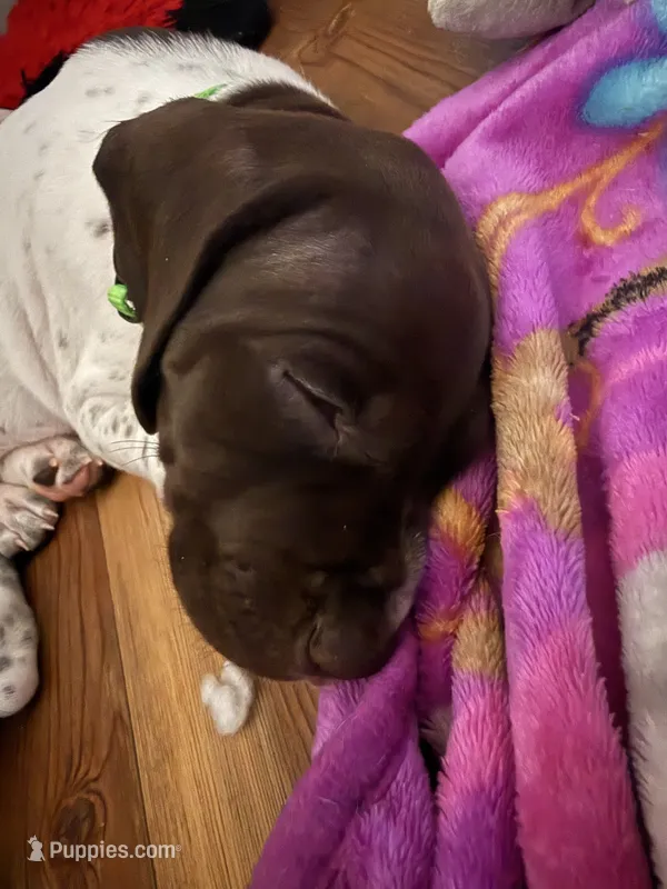 Dani – German Shorthaired Pointer puppy for sale in Tucson, AZ