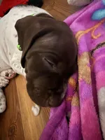 Dani, a male German Shorthaired Pointer for sale in Tucson, AZ – 1 of 5
