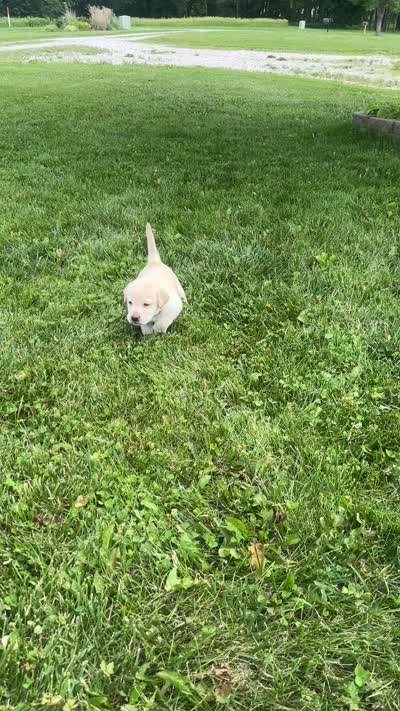 Bluey, a male Labrador Retriever for sale in Turney, MO – 2 of 2