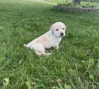 Bluey, a male Labrador Retriever for sale in Turney, MO – 1 of 2