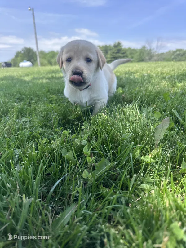 Pinky – Labrador Retriever puppy for sale in Turney, MO