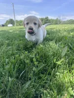 Pinky, a female Labrador Retriever for sale in Turney, MO – 1 of 2