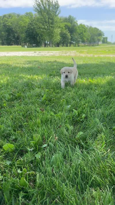 Pinky, a female Labrador Retriever for sale in Turney, MO – 2 of 2