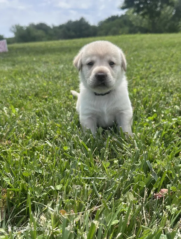 Violet – Labrador Retriever puppy for sale in Turney, MO