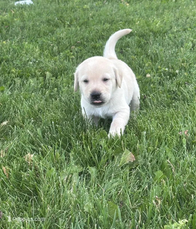 Spidy – Labrador Retriever puppy for sale in Turney, MO