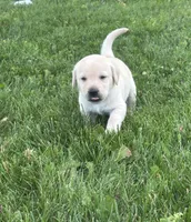 Spidy, a male Labrador Retriever for sale in Turney, MO – 1 of 3
