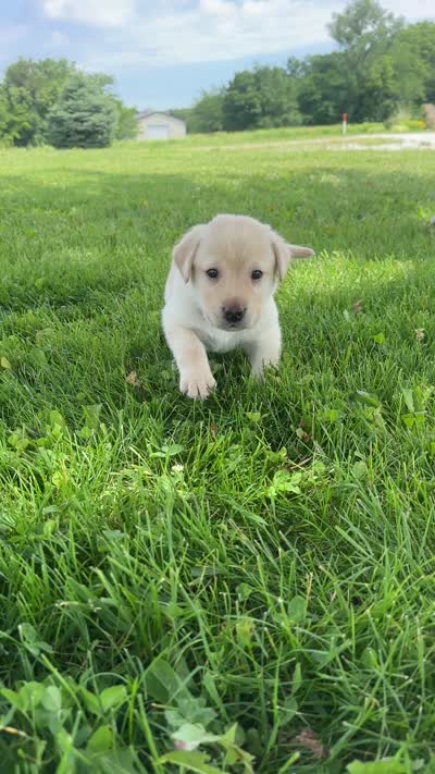 Bingo, a male Labrador Retriever for sale in Turney, MO – 2 of 2