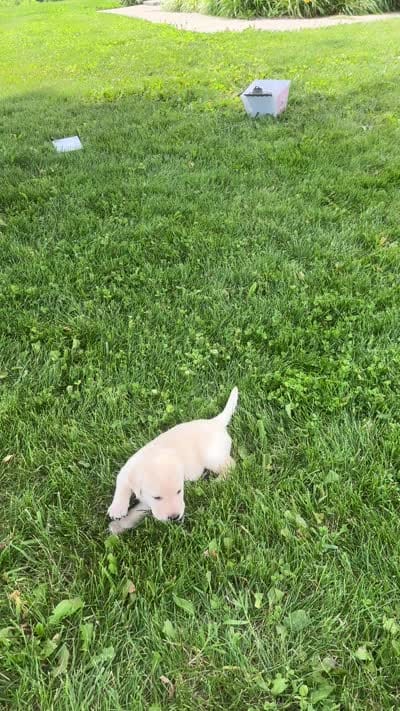 Young Yeller, a male Labrador Retriever for sale in Turney, MO – 2 of 2