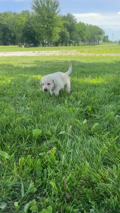 Blackie, a female Labrador Retriever for sale in Turney, MO – 2 of 2