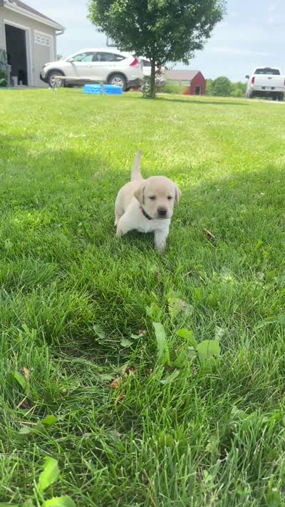 Spidy, a male Labrador Retriever for sale in Turney, MO – 3 of 3