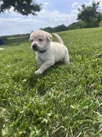 Violet, a female Labrador Retriever for sale in Turney, MO – 2 of 3
