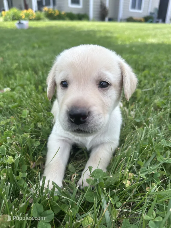 Young Yeller – Labrador Retriever puppy for sale in Turney, MO