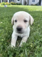 Young Yeller, a male Labrador Retriever for sale in Turney, MO – 1 of 2