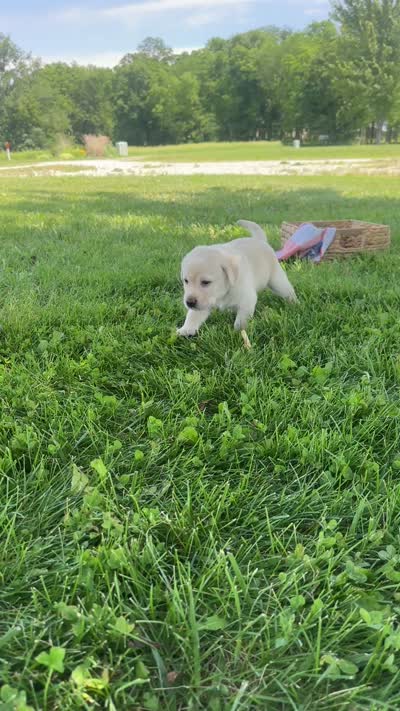 Linus, a male Labrador Retriever for sale in Turney, MO – 2 of 2