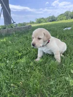 Spidy, a male Labrador Retriever for sale in Turney, MO – 2 of 3
