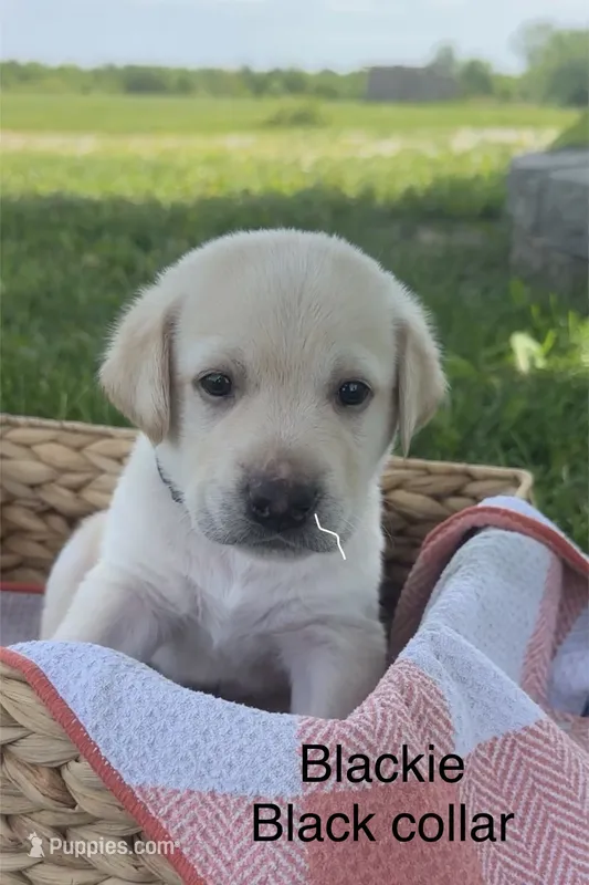 Blackie – Labrador Retriever puppy for sale in Turney, MO