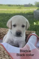 Blackie, a female Labrador Retriever for sale in Turney, MO – 1 of 2