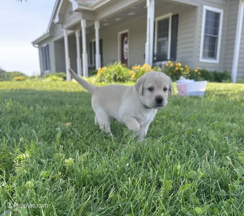 Linus – Labrador Retriever puppy for sale in Turney, MO