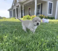 Linus, a male Labrador Retriever for sale in Turney, MO – 1 of 2